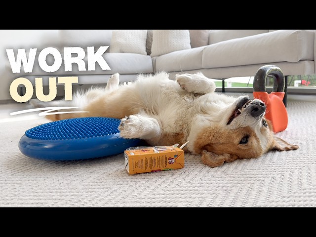 WORKOUT TIME - Topi the Corgi