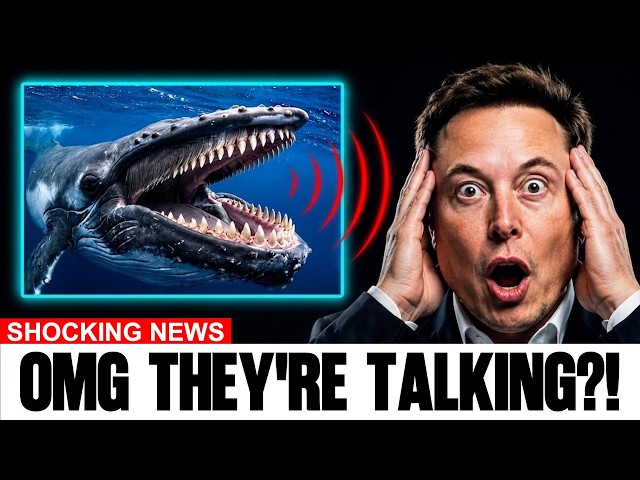 What Grok AI Found in Whale Songs Has Scientists Rechecking Every DETAILS