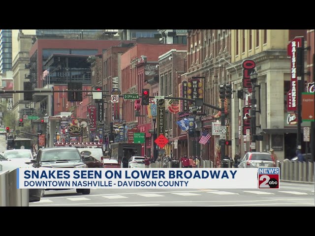 Concerns over snakes seen on Lower Broadway in Nashville