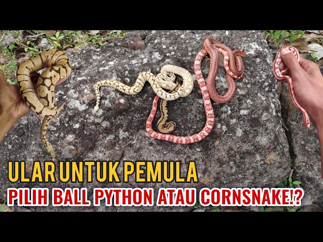 THE BEST SNAKE FOR BEGINNERS, CHOOSE BALL PYTHON OR CORNSNAKE??
