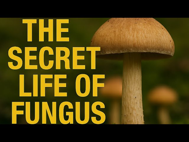The Secret Life of Fungus