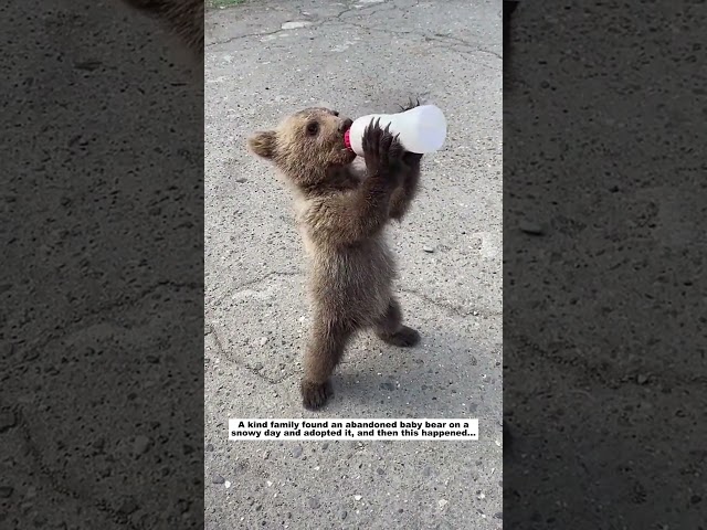 Abandoned baby bear #animals #wildliferescue #lovestory #cute#bear #rescue