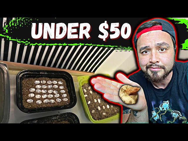 DIY Reptile Incubator In Under 5 Minutes *Super Easy*