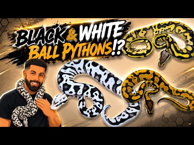 Could These Baby Snakes Be the KEY to Insane Black & White Ball Pythons!?