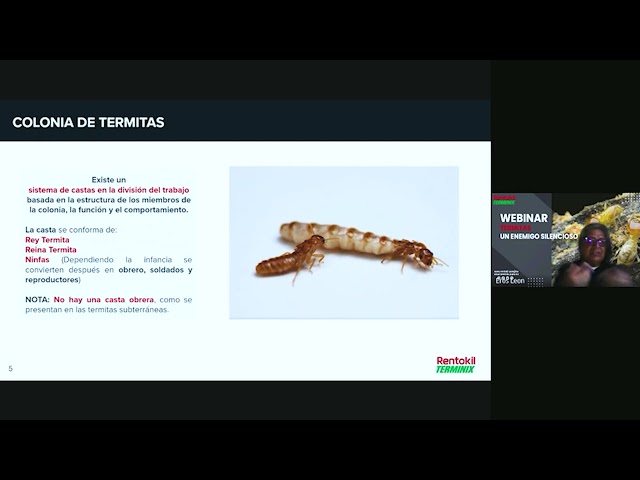 Rentokil - Terminix Webinar Termitas, Un Enemigo Silencioso