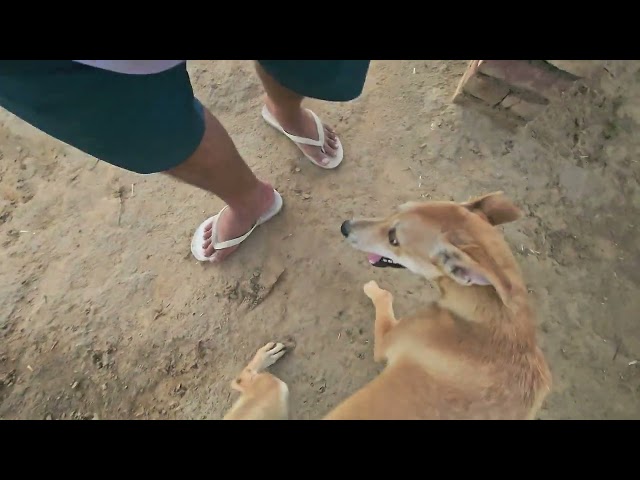 Most Adorable Dog Moments That Will Melt Your Heart ❤️ @dogeshbhai @dog @cutedog @doglife