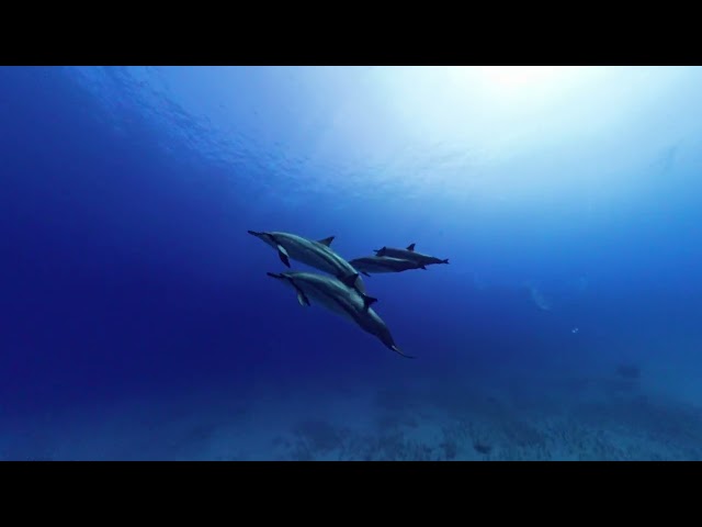 Dolphin Sneaky 360