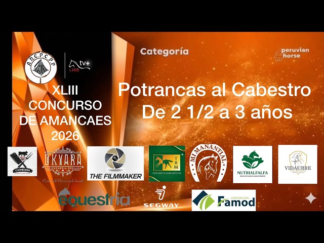 Potrancas al Cabestro de 2 1/2 a 3 años- XLIII CONCURSO DE AMANCAES DEL CPP 2026