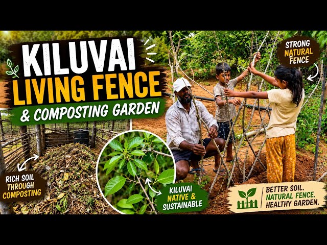 கிழுவை living fence & composting garden
