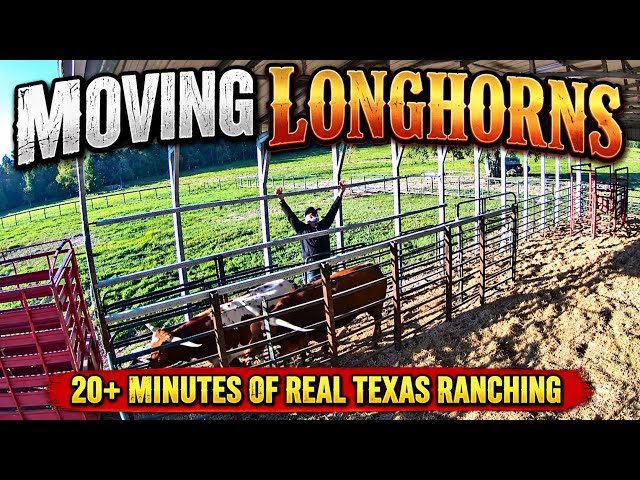 Moving Longhorn to Better Pastures 
