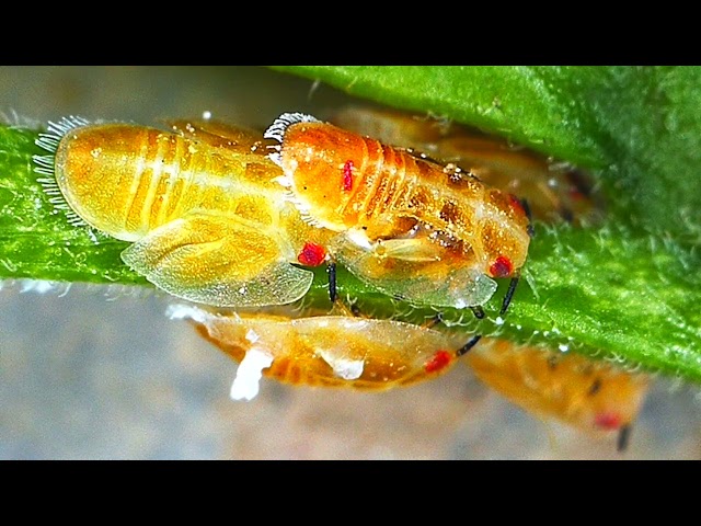 Billion Dollar Crops Destroying 😳 These Tiny Insect 