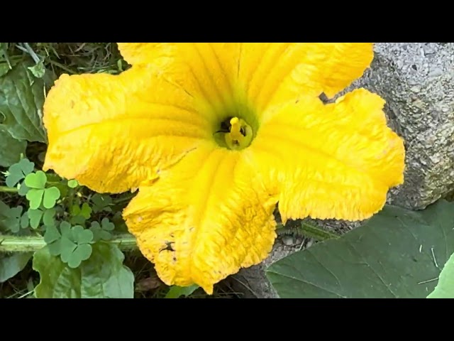 Male and Female Pumpkin Flowers (Part 1): A Microcosm of Ecological Harmony and Human Well-being!