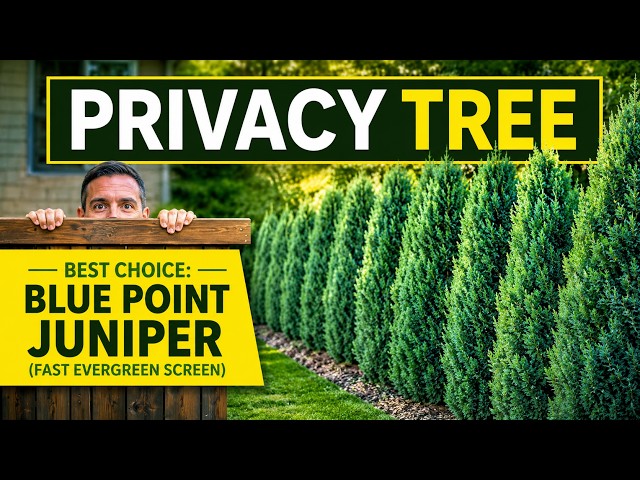 Best Privacy Tree? Blue Point Juniper (Fast Evergreen Screen)