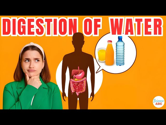 How Are Water And Other Fluids Digested In The Human Body?