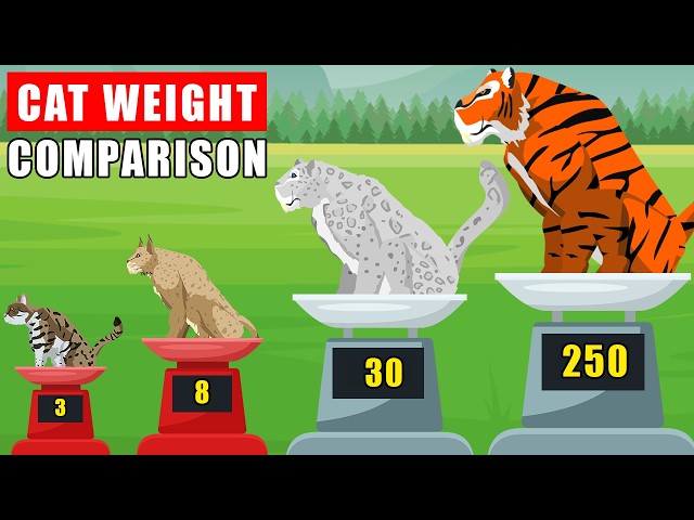 Cat Family Weight Comparison: From Black-Footed Cat to Tiger 🐅