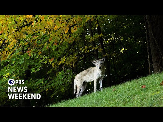 How coyotes are adapting to urban life and thriving in U.S. cities