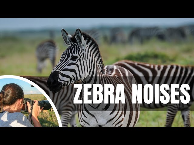🦓 What sound does a zebra make? Zebra Sounds You Weren’t Emotionally Ready For