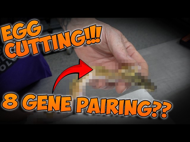 8 Gene Pairing?? EGG CUTTING