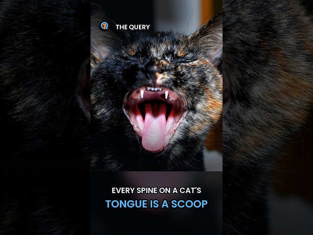 290 Tiny Scoops Line Every Cat's Tongue #Shorts