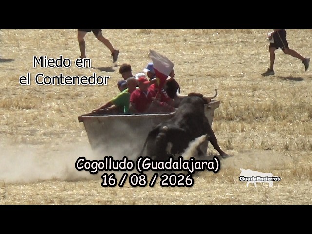 Miedo en el Contenedor  Encierro con 2 Toros Cogolludo (Guadalajara) 16 - 08 - 2026 GuadaEncierros