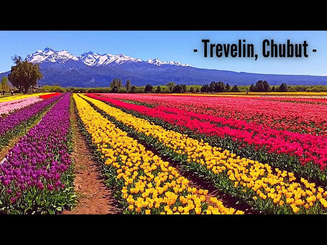 Campos de tulipanes en la Patagonia | Trevelin, un pueblo galés en Chubut