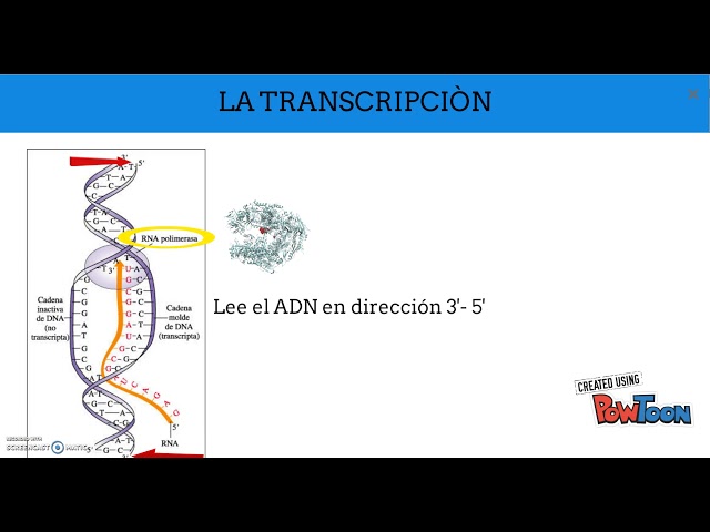 4º ESO - Transcripción y traducción