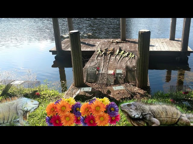 Day 22 - Florida Man Traps invasive iguanas with FAKE FLOWERS! iguanas take over Trailer Park!