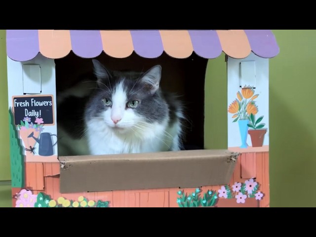 Mailbag 2026-08-08: Maggie opens the flowershop for mailbag