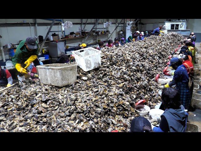The process of mass production of Korean oysters that amazes the world.