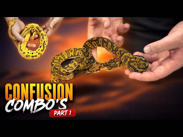 The Most Insane Confusion Combos We've Produced! 🧬🔥