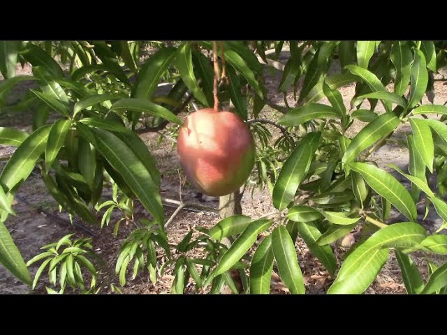 Is This The Best Late Season Mango? Zill 80