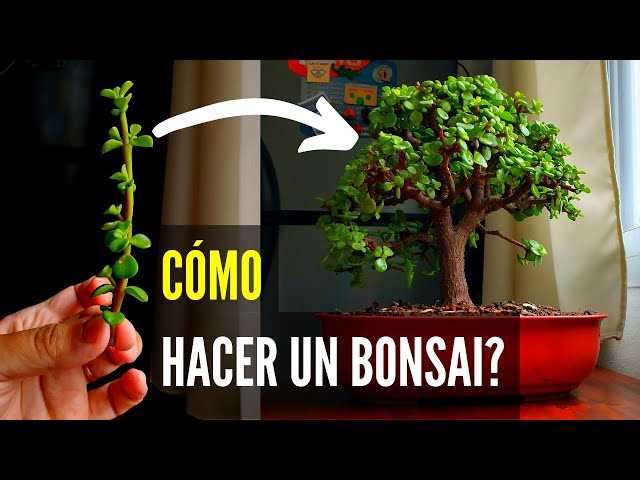 How to make a bonsai | Portulacaria Afra Bonsai