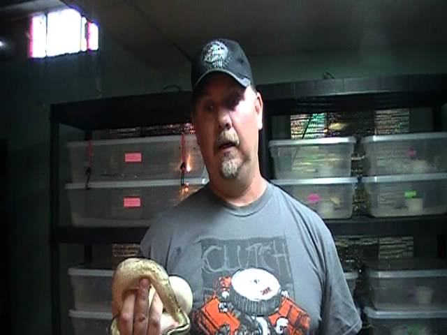 Highway Ball Python Update