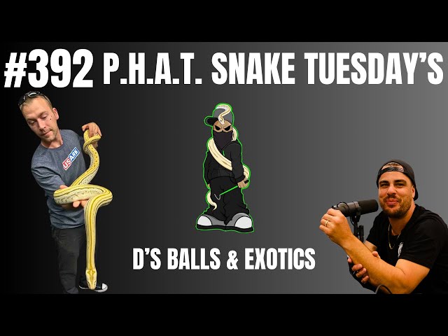 The REAL reason why Dillon parted ways from Reticulated Pythons | D's Balls & Exotics