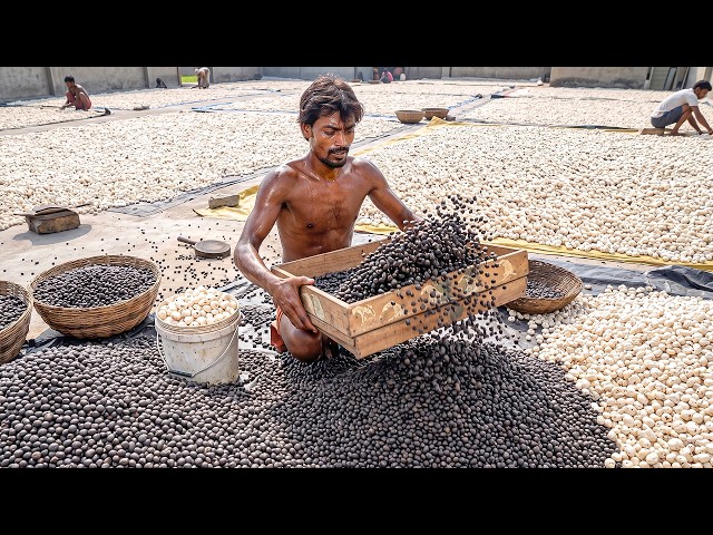 Traditional Fox Nut Processing | How Makhana is Made
