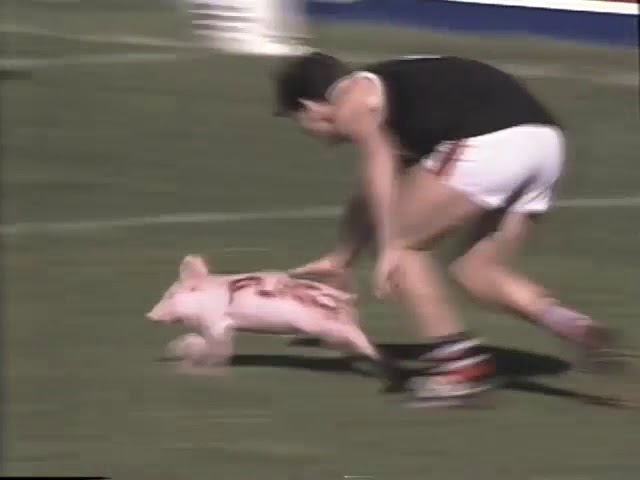 There’s a pig on the ground! Plugger!