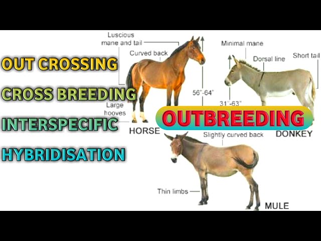 Animal Breeding, Outbreeding, Outcrossing, Cross breeding, Interspecific Hybridisation,  Hisardale