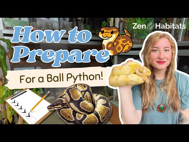 Ball Python Care Guide: What to Know Before Bringing One Home