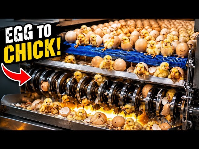 How Eggs Become Chicks 🥚🐣 | Inside a Modern Hatchery – Full Process Explained