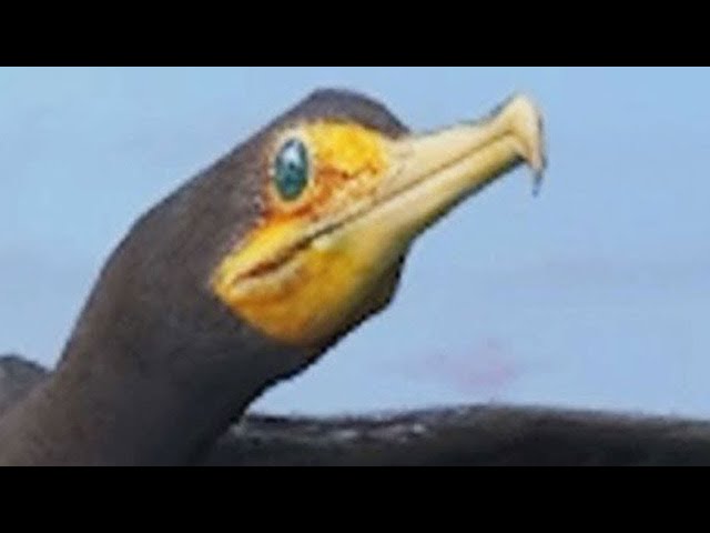 CURSED BIRD WANTS A FRENCH FRY