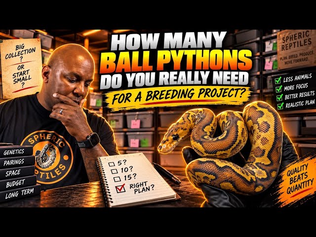How Many Ball Pythons Do You REALLY Need to Start Breeding?