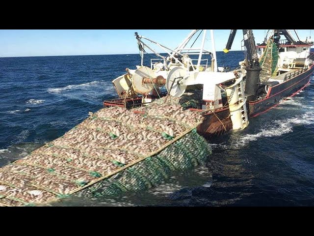 When a Net Brings in 170 Tons of Fish — Unseen Mega Fishing Moments