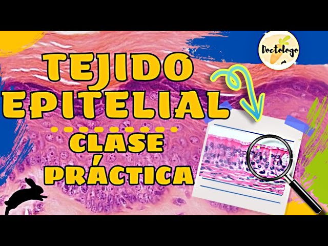 EPITHELIAL TISSUE PRACTICAL CLASS | HISTOLOGY
