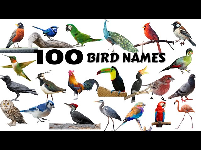 100 Bird Names|Different Types of Birds|Birds Videos|Learning Videos for Toddlers Kindergarten