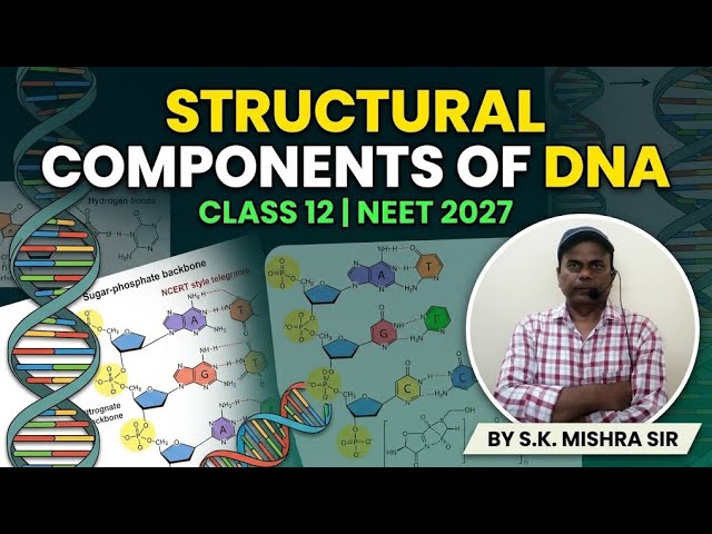 NEET 2027 Structural Components Of DNA I Explained In Easy Way.