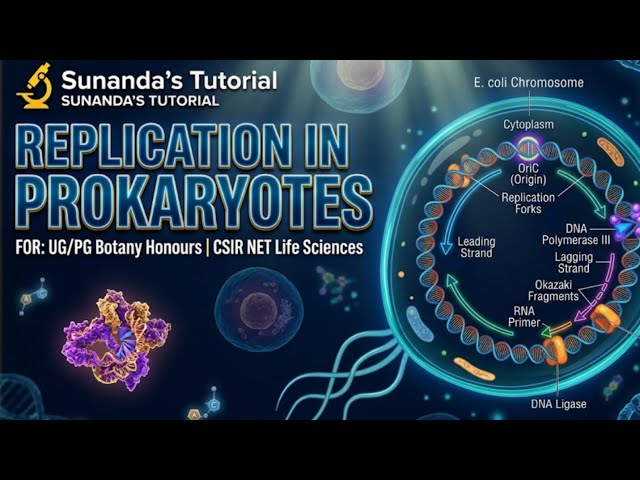 DNA replication in prokaryotes #botany  #bscbotany #mscbotany #dnareplication #molecularbiology 