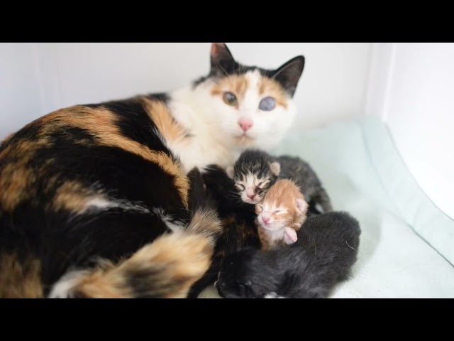 The story of TinyKittens 🐾❤️