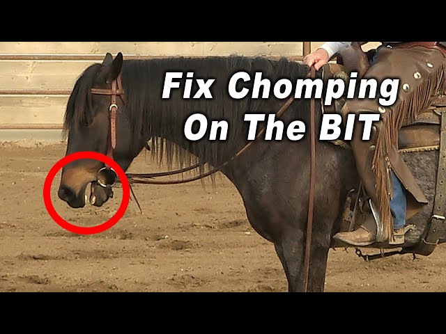 Horse CHOMPING On The BIT and How To Fix It - Horse Training Problems