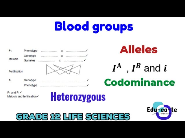 Blood groups - genetics and inheritance grade 12