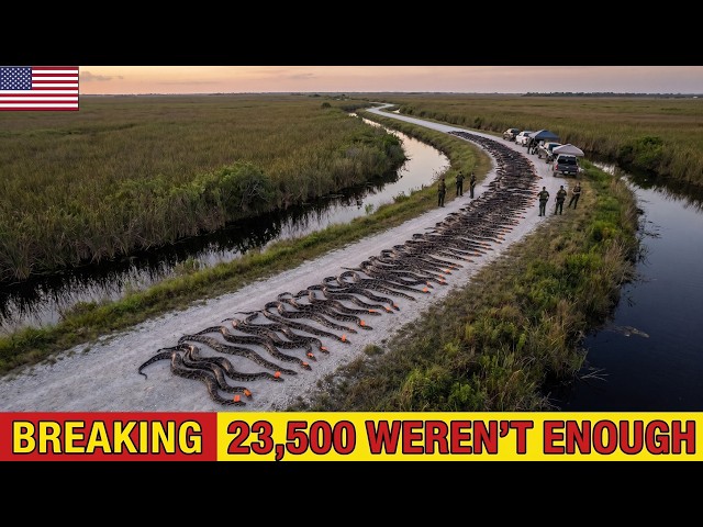 23,500 Pythons Removed From The Everglades WEREN'T ENOUGH – What Happened Next Shocked Scientists